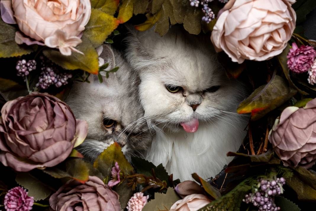 8 Ağustos Dünya Kediler Günü 5